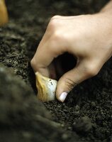 Hand planting clove of garlic in earth