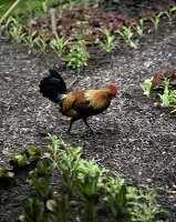 Cockerel in vegetable garden