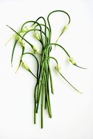 Garlic Chives on a White Background