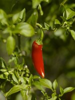 Eine rote Chilischote an der Pflanze