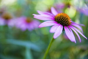 Coneflower Growing Outdoors