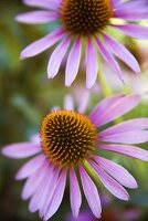 Purple Coneflowers; Outdoors