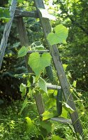 Gurkenpflanze auf Leiter im Garten