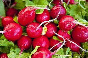 Fresh Radishes