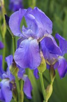 An iris flower