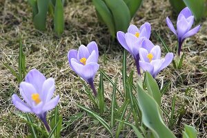 Crocuses