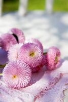 Rosa Bellis auf Gartenstuhl im Freien