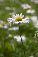 Marguerites in a meadow