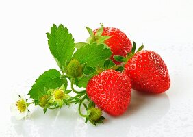 Strawberries with leaves and flowers