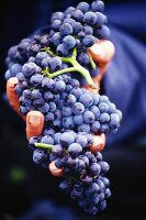 Hand holding red wine grapes