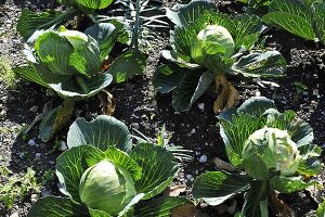 White cabbage in a vegetable patch