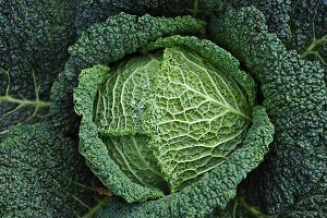 Savoy cabbage in a vegetable patch, seen from above (close-up)
