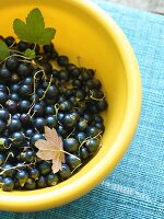 Schwarze Johannisbeeren in Plastikschüssel