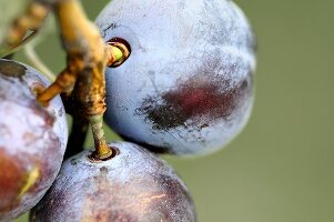 Damsons (close-up)