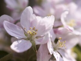 Apple blossom