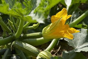 Zucchiniblüte an der Zucchinipflanze