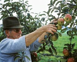 Man picking apples