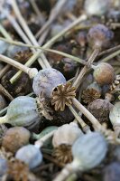 Poppy seed heads