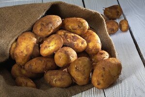 Early potatoes in jute sack
