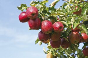 Rote Äpfel am Baum