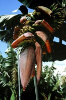 Bananenstaude am Baum - La Palma, Kanarische Inseln