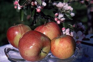 Grün-rote Äpfel auf einem Glasteller - im Hintergrund Apfelblüten