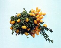 Kumquats und Buchsbaum als Osterdekoration