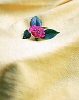Blume (Kamelie) mit rosa Bluete liegt auf einem gelben Tuch, Nr.4
