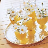 Kleine Margerittensträuße stecken in ausgehöhlten Zitronen