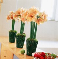 Amaryllis in Vasen aus Schachtelhalmen, mit Moos abgedeckt