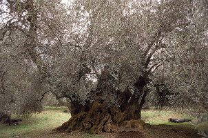 Olivenhain  auf Kreta 