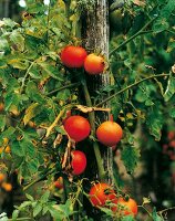 Tomatenstaude mit reifen Tomaten, festgebunden an einem Holzpfahl