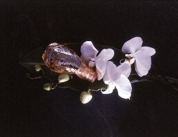 Kleiner Flakon mit Orchideen-Aroma, daneben weiße Orchideenblüten