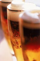 Bier der königlichen Brauerei Krusovice