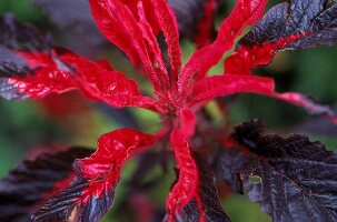 Amaranthus "Early Splendor":Amarant, Fuchsschwanzblüte im grellen rot