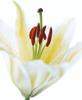 Close-up of stamen of white lily against white background