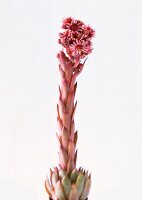 Close-up of flower stalk against white background