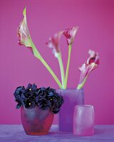 Blüten der Calla und ein Strauß Stiefmütterchen in Vasen