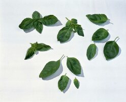 Basil leaves against white background