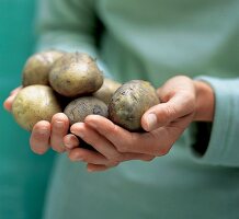 2 Frauenhände mit einer handvoll Kartoffeln