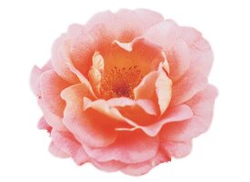 Freisteller: Rosenblüte 