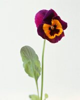 Einzelne lila/gelbe-Blüte mit Stiel, close up