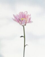 Rosa Chrysantheme, close up, Blüte Stiel