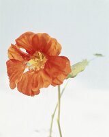 Kapuzinerkresse, orangefarbene Blüte mit Stiel, close up