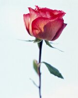 Zweifarbige Rose: creme + rot, close -up von Stiel und Blüte.