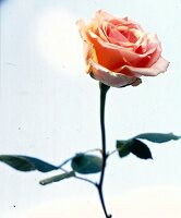 Puderfarbene  Rose, close up von Blüte mit Stiel.