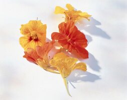 Gelbe + orange Blüten der Kapuzinerkresse