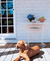 brauner Hund liegt auf der Terrasse vor einem Eisentisch
