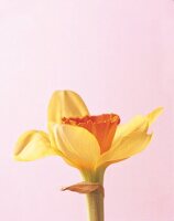 Blüte der Narzissen-Sorte SUZY Gelbe Blütenblätter, orangene Krone