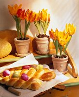 Tulips in pot on table with osterzopf decorated with colourful eggs on table